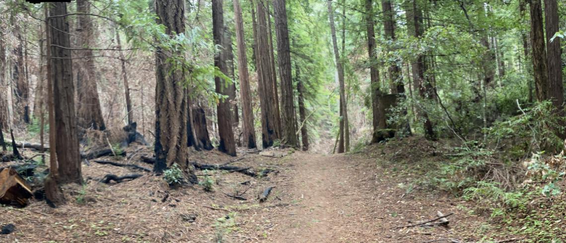 Butano state park hiking best sale